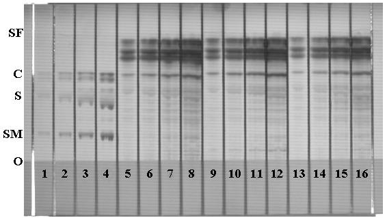 Fig 2. Chromatograms obtained from an EMD HPTLC plate photographed under white light. Lanes 1-4 contain Sphingolipid Mix Standard spotted at 2, 4, 8, and 16 µl.