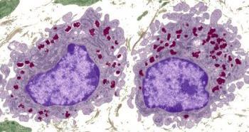 from blood monocytes inside blood = monocyte, inside connective tissue = macrophage Phagocytosis 3) Mast Cells Cytoplasm