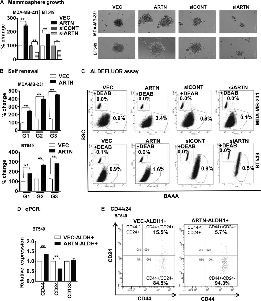 ARTN Stimulates Cancer Stem Cell-like Behavior FIGURE 4. ARTN enhances the CSC-like population in ER-MC cells.