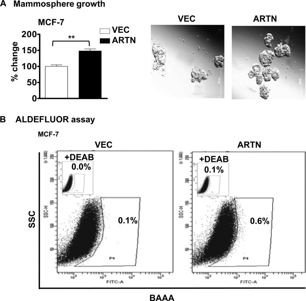 TABLE 1 Tumor initiating capacity of MDA-MB-231 cells with forced expression of ARTN- and VEC-transfected control cells in immunodeficient mice Results indicate number of animals in which tumors