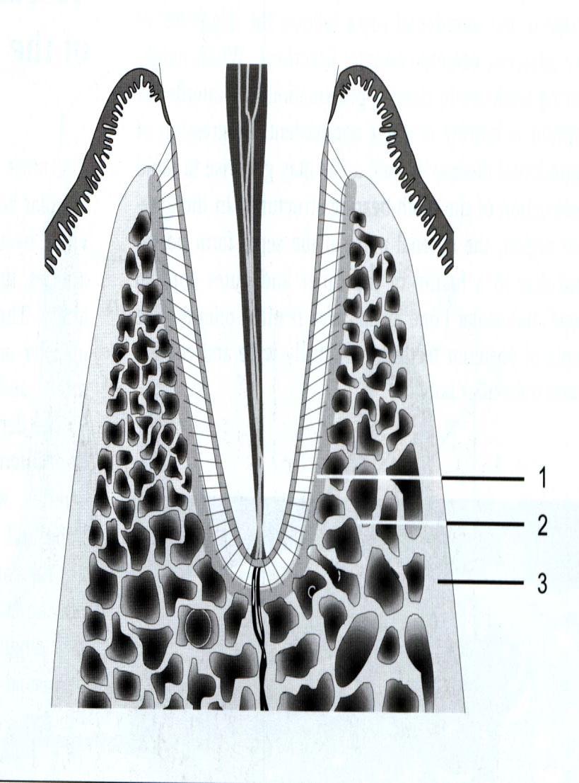 Alveolar bone: 1- alveolar bone proper (lamina