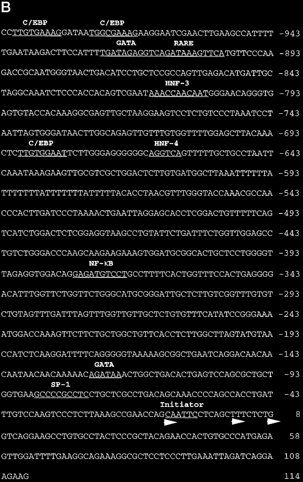Tissue-specific Expression of Rat APOBEC-1 18065 FIG. 4. Exon 1 is missing from the RE5 APOBEC-1 genomic clone. Southern blot analysis with an oligonucleotide (REP.