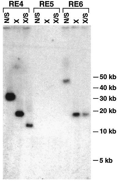 No hybridization signal was observed from probe hybridized to RE5 restriction fragments even after a long exposure. FIG.