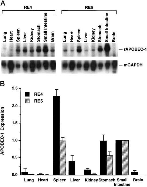 Tissue-specific Expression of Rat APOBEC-1 18067 exon, Exon 1a, were found in this gene and the RE5 genomic clone but were absent from the RE4 allele.