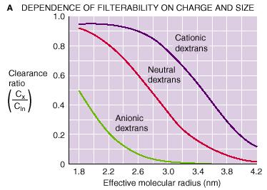the clearance ratio for uncharged, positively charged, and negatively charged dextran molecules of varying molecular size. Figure 334A Two conclusions can be drawn from these data.