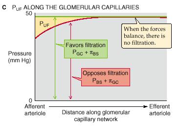 The dependence of GFR on plasma flow through the glomerular capillaries is similar to the dependence of alveolar O2 and CO2 transport on pulmonary blood flow.