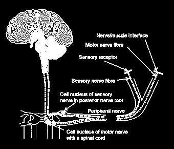 Peripheral Nerve Disorders - Page 1 Introduction The peripheral nerves connect the central nervous system (the brain and the spinal cord) to the periphery (the sensory receptors and muscles).