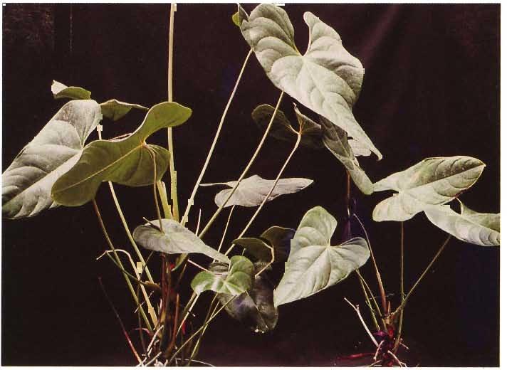 increasing on leaves. 10 Figure 10. Potassium deficiency.