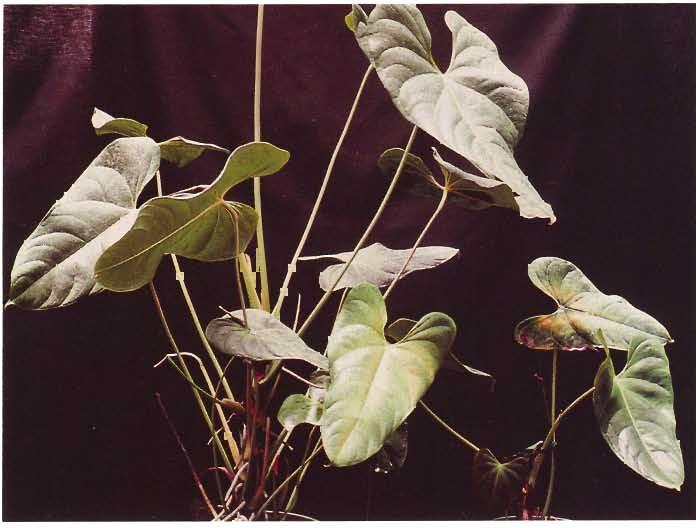 Figure 15. Magnesium deficiency. Plants first appear stunted with yellowing of older leaves.