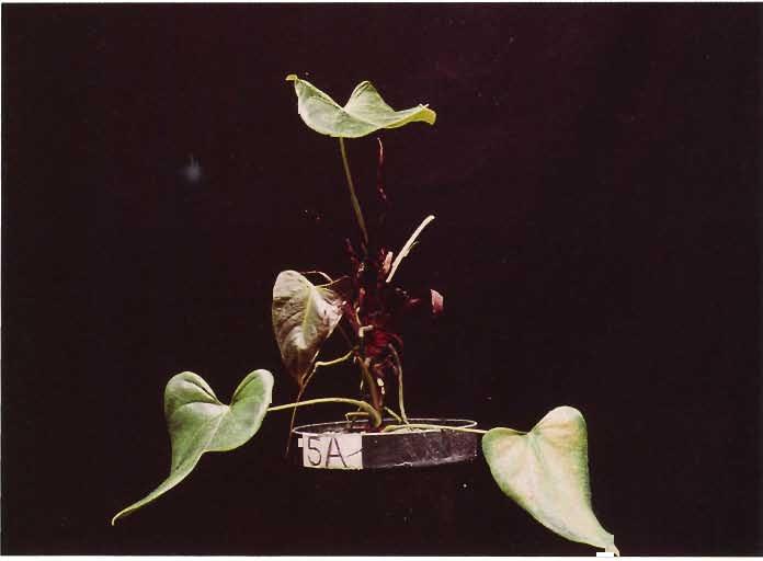 Figure 17. Magnesium deficiency. necrotic. Chlorotic areas on leaves eventually become 14 Figure 18.