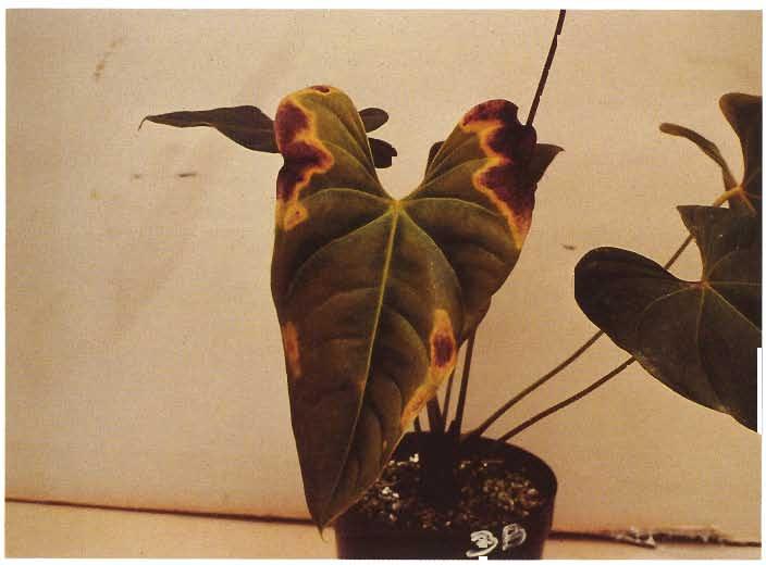 Control plant on the left, S-deficient plant on the right. Figure 20.