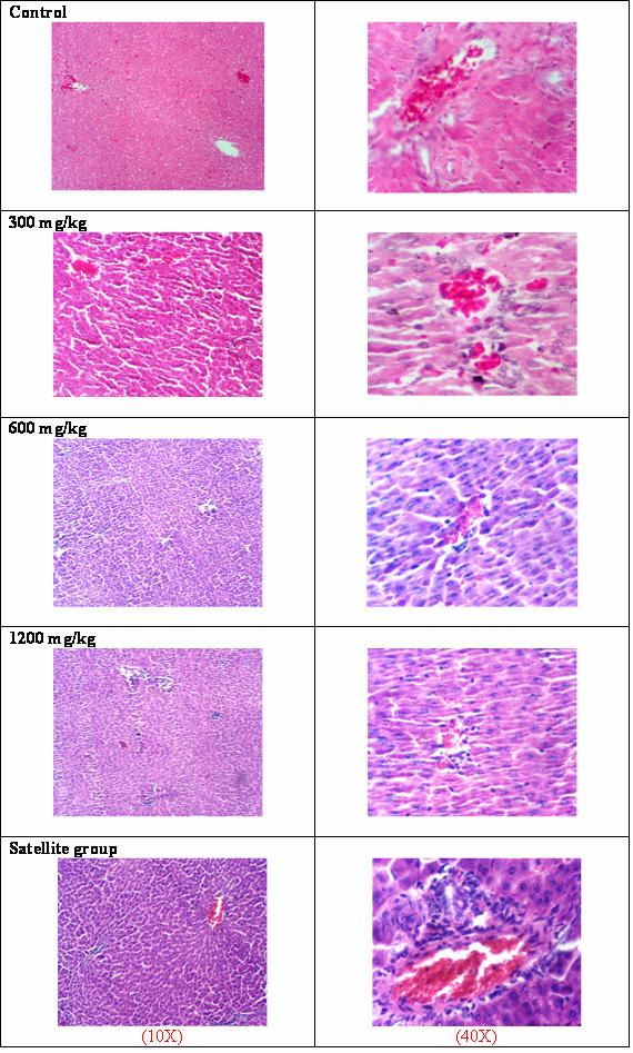 736 S. Sireeratawong et al. / Songklanakarin J. Sci. Technol. 30 (6), 729-737, 2008 Figure 1. The histology of male liver from the control and treated groups (the 10x and 40 x magnifications).