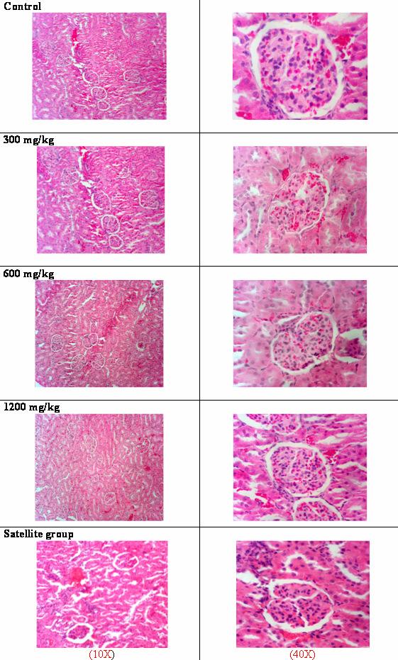 S. Sireeratawong et al. / Songklanakarin J. Sci. Technol. 30 (6), 729-737, 2008 737 Figure 3. The histology of male kidney from the control and treated groups (the 10x and 40x magnifications).