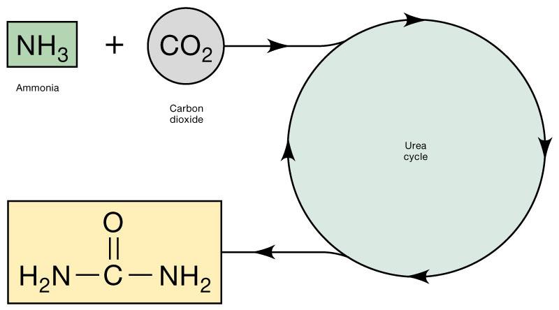 Formation of Urea Ammonia produced by deamination is highly toxic to the brain. The liver detoxifies NH 3. by converting it to urea excreted by the kidneys.