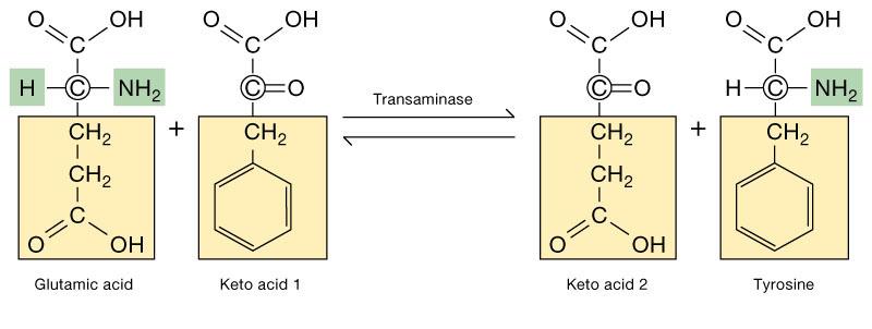 Transamination TRANSAMINATION is the exchange of R groups between amino acids and keto acids forming a new amino acid & keto acid.