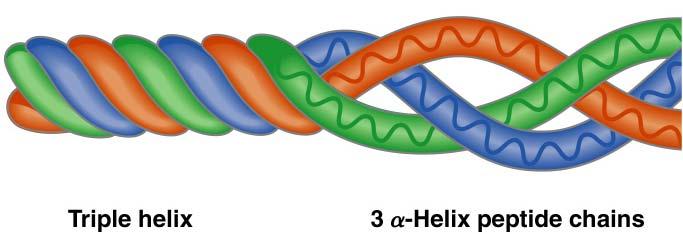 A triple helix Consists of three alpha helix chains woven together.