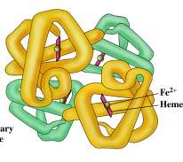 Of hemoglobin consists of two alpha chains and two beta chains.