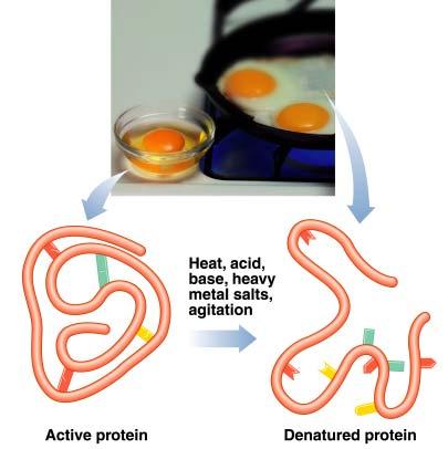 Denaturation of protein occurs when An egg is cooked.