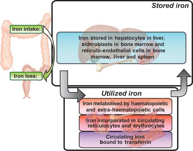 Iron: an Important Micronutrient Figure 2. Jankowska EA, et al. Eur Heart J.