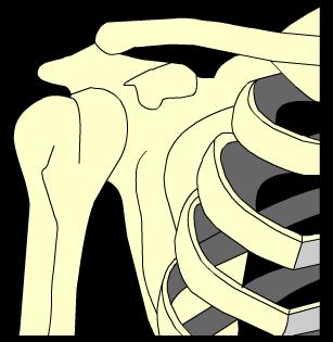 12 of 37 The structure of the shoulder joint (ball and