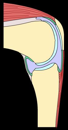 3 of 37 3. Freely movable or synovial joints 90% of the joints in the body are synovial joints.