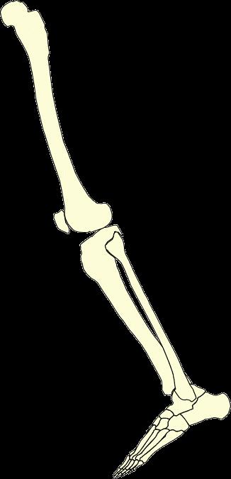 5 of 37 Shoulder Joint Knee Joint