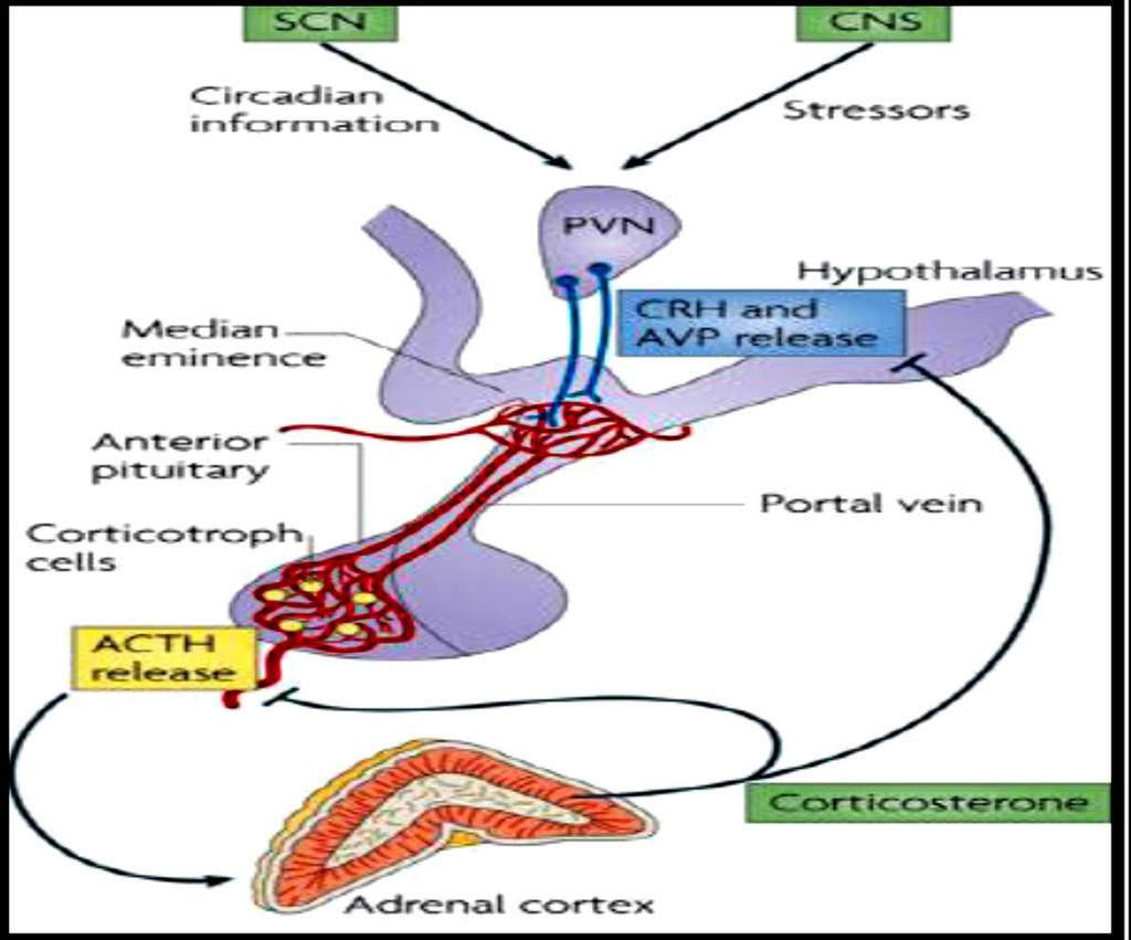 Suppression of HPA axis ACTH Cortisol