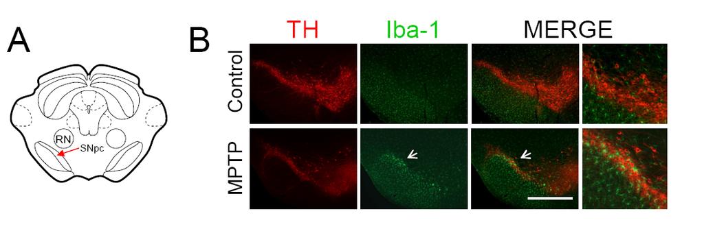 Supplementary Figure S1 Supplementary Figure S1. Specific activation of microglia can be clearly identified in the SNpc 24 h after MPTP.