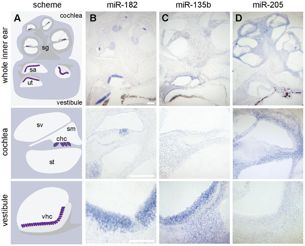 MicroRNA Target Regulation in the Inner Ear Figure 3. Distinct spatial expression patterns of mir-135b and mir-205 in the newborn mouse inner ear.
