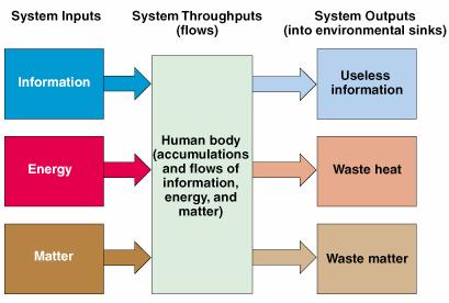 Inputs, Throughputs, & Outputs matter, energy, & information flow in (input), through