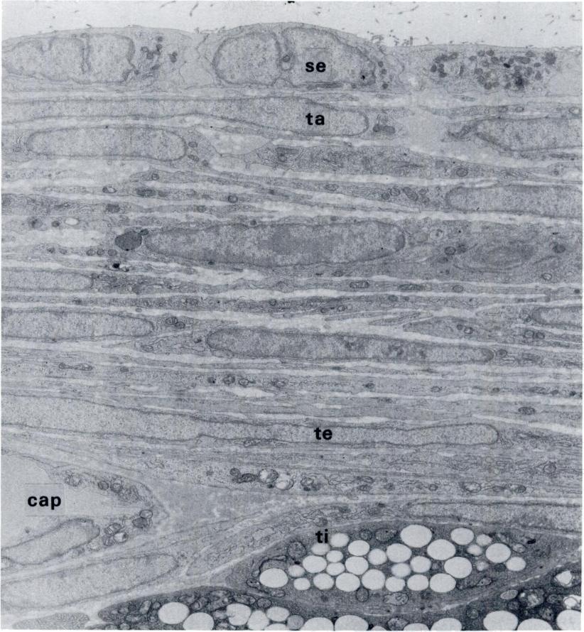 COLLAGEN IN RAT OVARIAN FOLLICLES 503 FIG. 1. A cross-sectional view of the thecal tissue between the surface epithehium (se) and theca interna (ti) at the apex of a mature follicle.