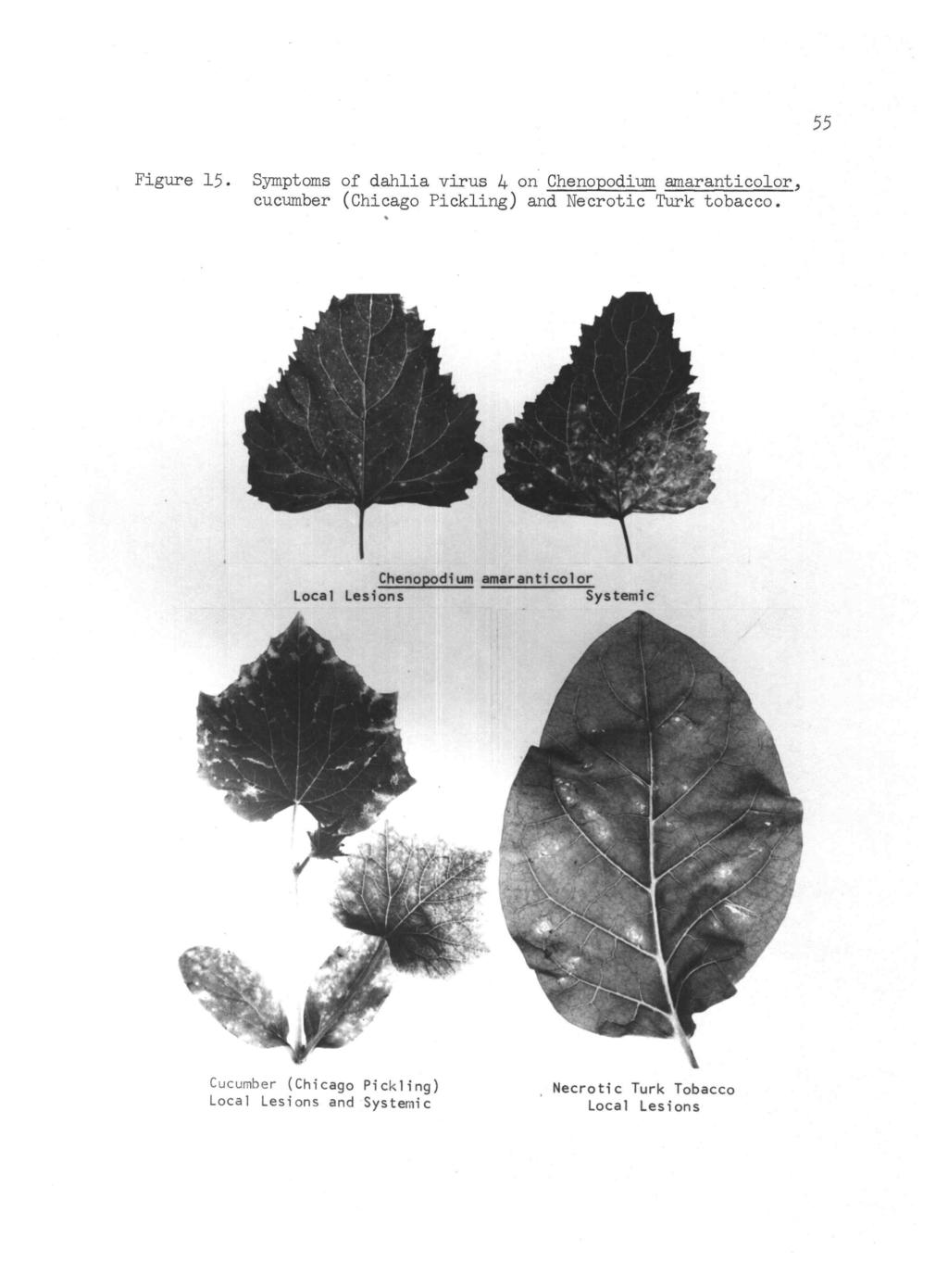 ' 55 Figure 15. Symptoms of dahlia virus 4 on Chenopodium amaranticolor, cucumber (Chicago Pickling) and Necrotic Turk tobacco.