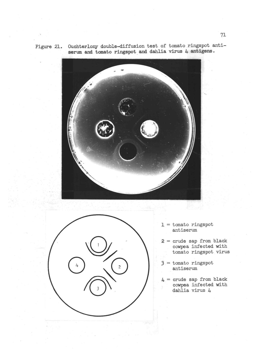 71 Figure 21. Ouchterlony double -diffusion test of tomato ringspot antiserum and tomato ringspot and dahlia virus 4 antigens.
