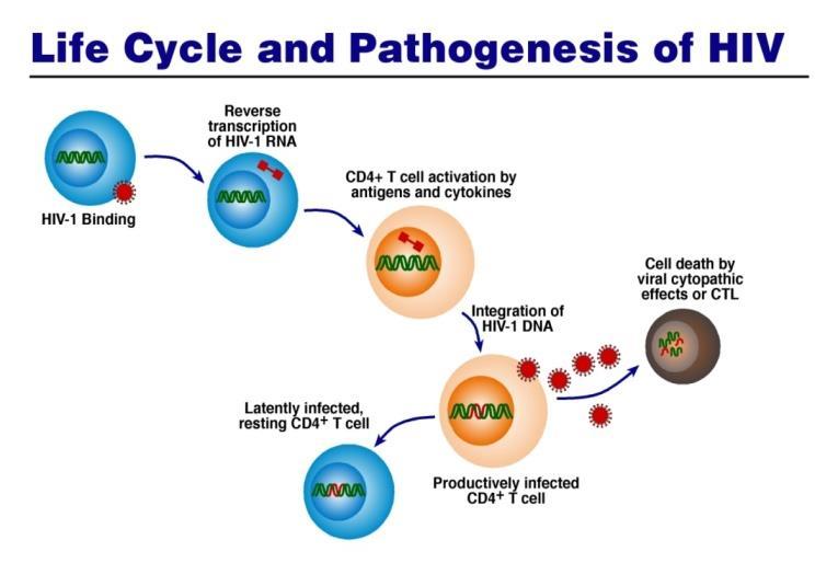 Reservoir: Resting Central & Transitional memory CD4 T cells