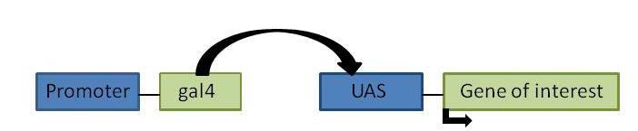 4 Fig. 2. The UAS/Gal4 system. A tissue or cell specific promoter activates the Gal4 transcription factor which will bind to the Upstream Activation Sequence (UAS).