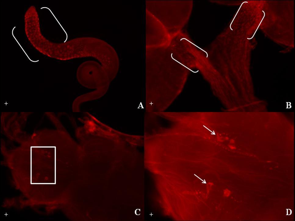 24 Fig. 9. Wild-type expression of CG9308. A-B: CG9308 is expressed in a variety of tissues, including the male testis (A) and female oviduct (B). C-D: CG9308 signal in the ventral nerve cord.