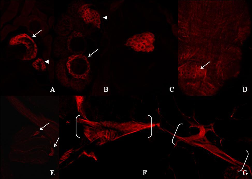 Fig. 12. p24-1 is expressed in various tissues of the female reproductive tract. A-B: Stainings of spermathecae (arrows) and accessory glands (arrowheads).