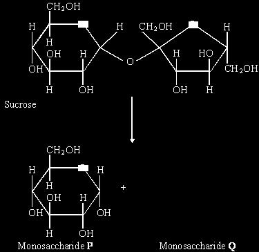 (a) (i) Name monosaccharide Q. () Draw the structure of a molecule of monosaccharide Q in the space above. () The enzyme sucrase catalyses the breakdown of sucrose into monosaccharides.