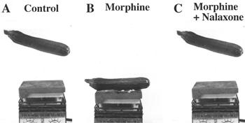 with full restoration of the jumping reflex (Figure 1, Panel C). Figure 1. The effect of morphine and naloxone on the hot plate induced jumping reflex in a zucchini.