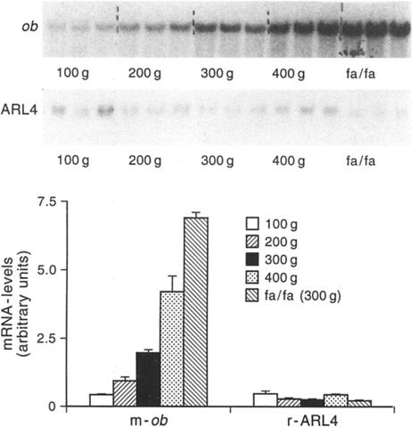 762 M Igel et al: Long-term and rapd regulaton of obmrna levels Fg 3 A_-D Ob mrna-levels n adpose tssue from Zucker (fa/fa) rats of dfferent ages compared wth alteratons n body weght, blood glucose