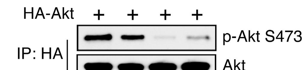 Figure S3, related to Figure 4 - Effects of IKK expression