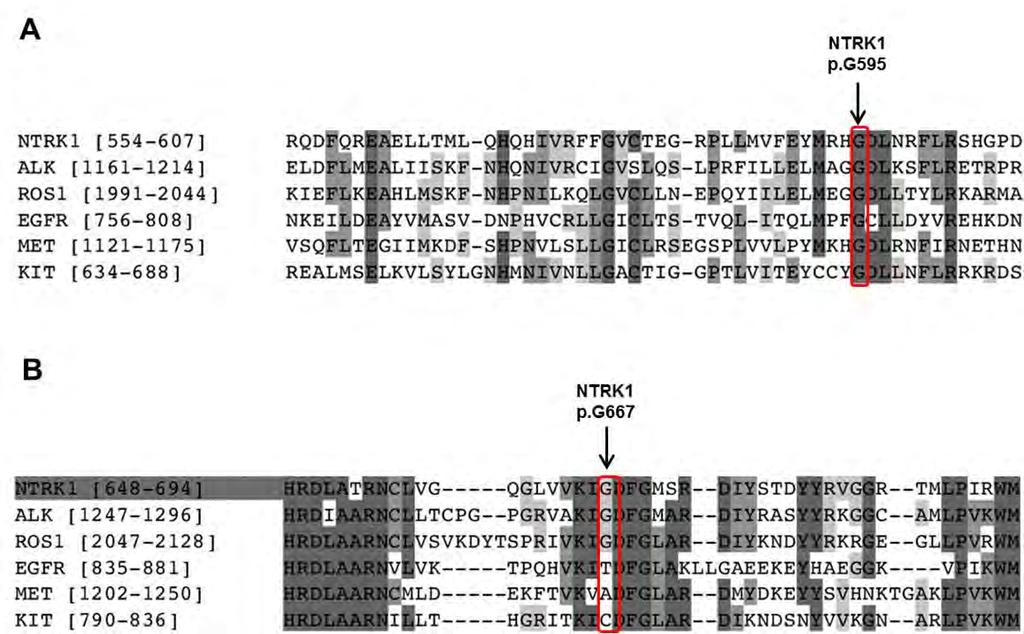 Supplementary Figure S4. Homology alignment of NTRK1 p.g595 and p.g667 variants. The alignments of amino acid sequences show that NTRK1 mutation p.g595 (A) and p.