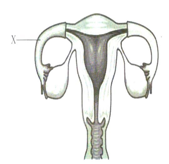 19 4551/ Diagram 5. show the structures that involved in the menstrual cycle. Rajah 5. menunjukan struktur-struktur yang terlibat dalam kitar haid. Gland X kelenjar X Z Hormone Y Hormon Y W Diagram 5.