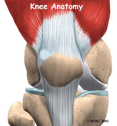 Important Structures The important parts of the knee include bones and joints ligaments and tendons muscles nerves blood vessels Bones and Joints Introduction To better understand how knee problems