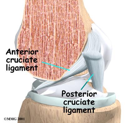 It does have a small joint that connects it to the side of the tibia. This joint normally moves very little. Articular cartilage is the material that covers the ends of the bones of any joint.