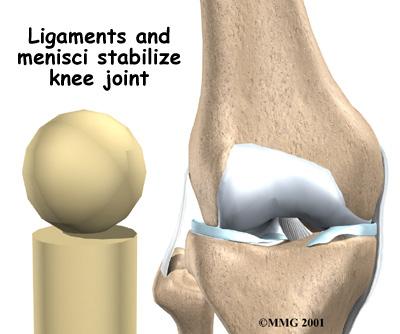 In addition to protecting the articular cartilage, the menisci help the ligaments with stability of the knee.