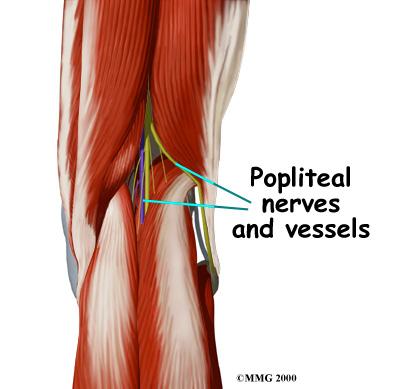 When these muscles contract, they straighten the knee joint, such as when you get up from a squatting position.