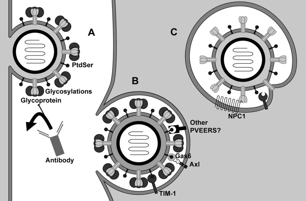 Role of TIM-1 in Enveloped-Virus Entry FIG 8 Model for phosphatidylserine-mediated virus entry enhancing receptor (or PVEER) uptake of virus.