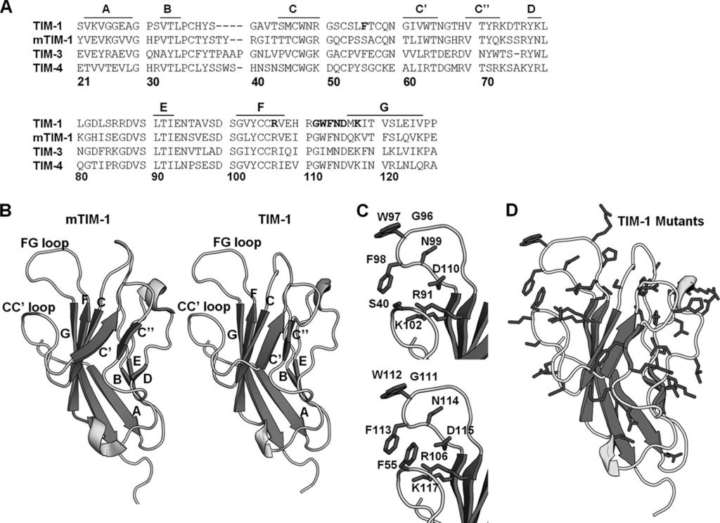 Role of TIM-1 in Enveloped-Virus Entry FIG 1 TIM-1 threaded on mtim-1 crystal structure.
