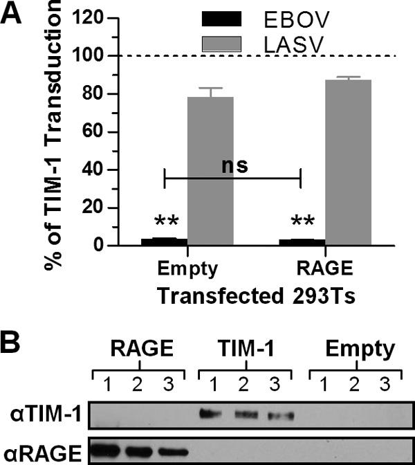 Moller-Tank et al. FIG 4 Expression of RAGE does not increase transduction.